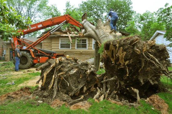 Damaged-Tree-Removal-Method-scaled