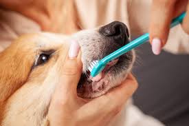 Essential Dental Care in Dogs