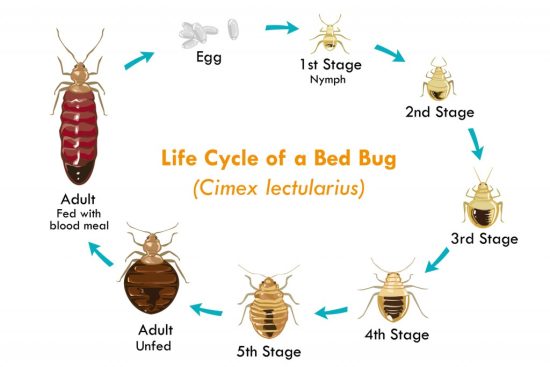 Life-Cycle-of-the-Bed-Bug-1024x724