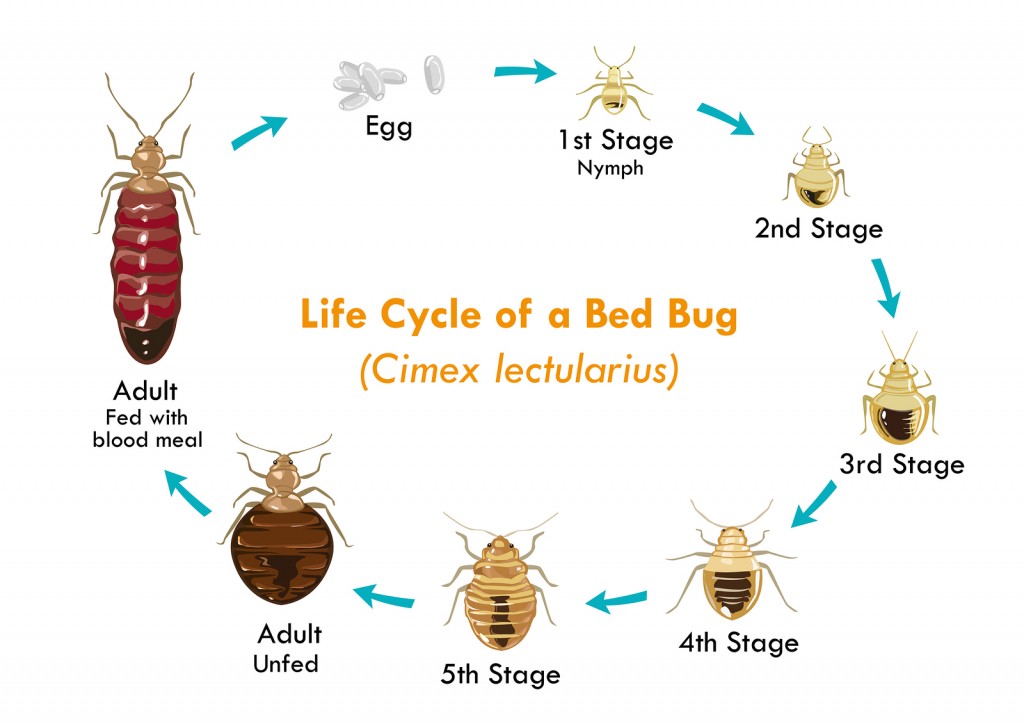 Life-Cycle-of-the-Bed-Bug-1024x724