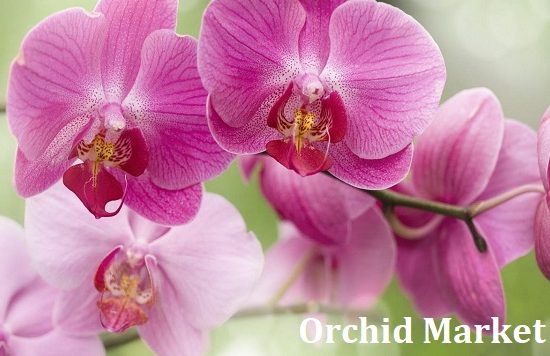 Orchid Market