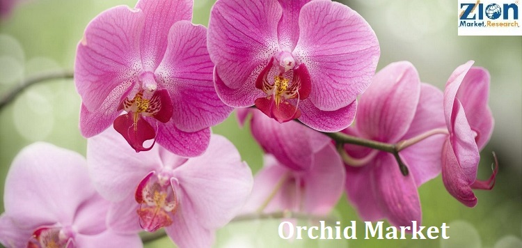 Orchid Market