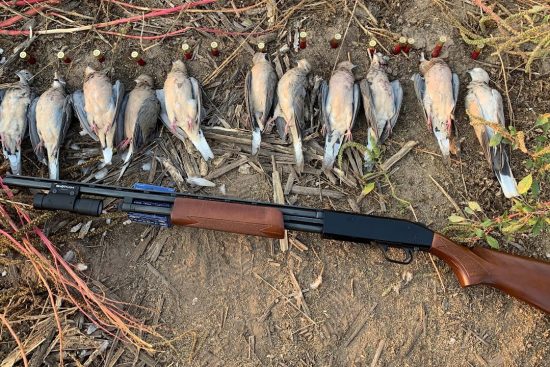 Strategies for Hunting Doves Near Agricultural Fields