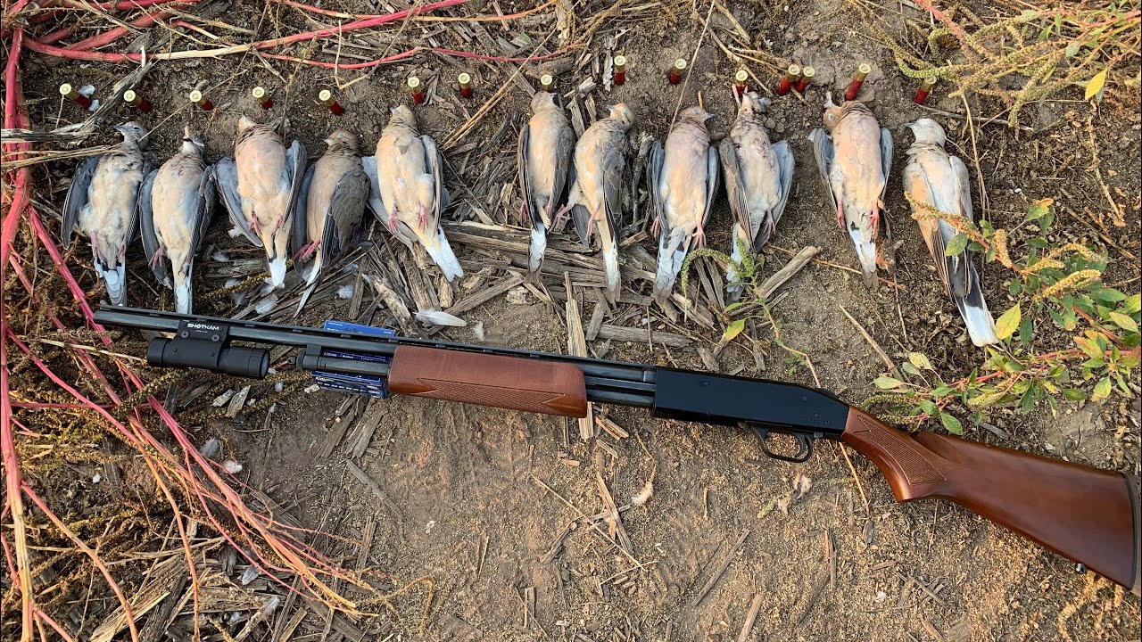 Strategies for Hunting Doves Near Agricultural Fields