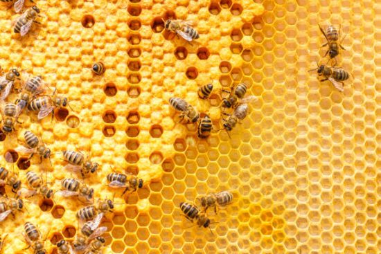 Honey in the Hive Stays Abundant