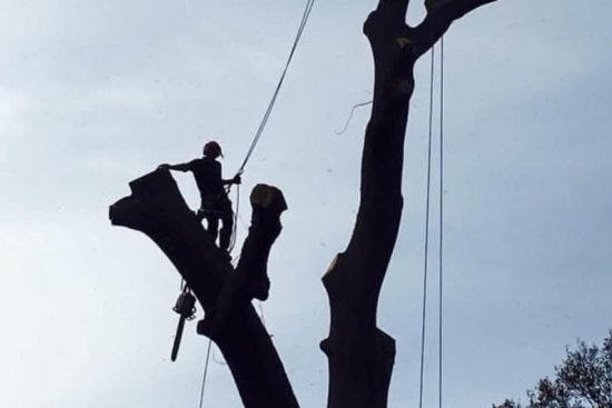 tree-surgeons