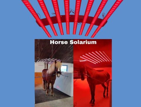 Horse solarium