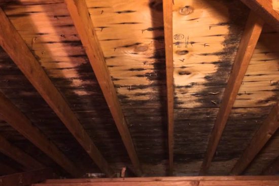 How To Remove Black Mold From Plywood