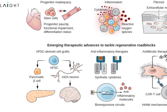 Regenerative Medicine Market