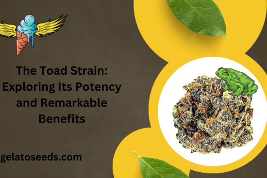 The Toad Strain Exploring Its Potency and Remarkable Benefits (1)