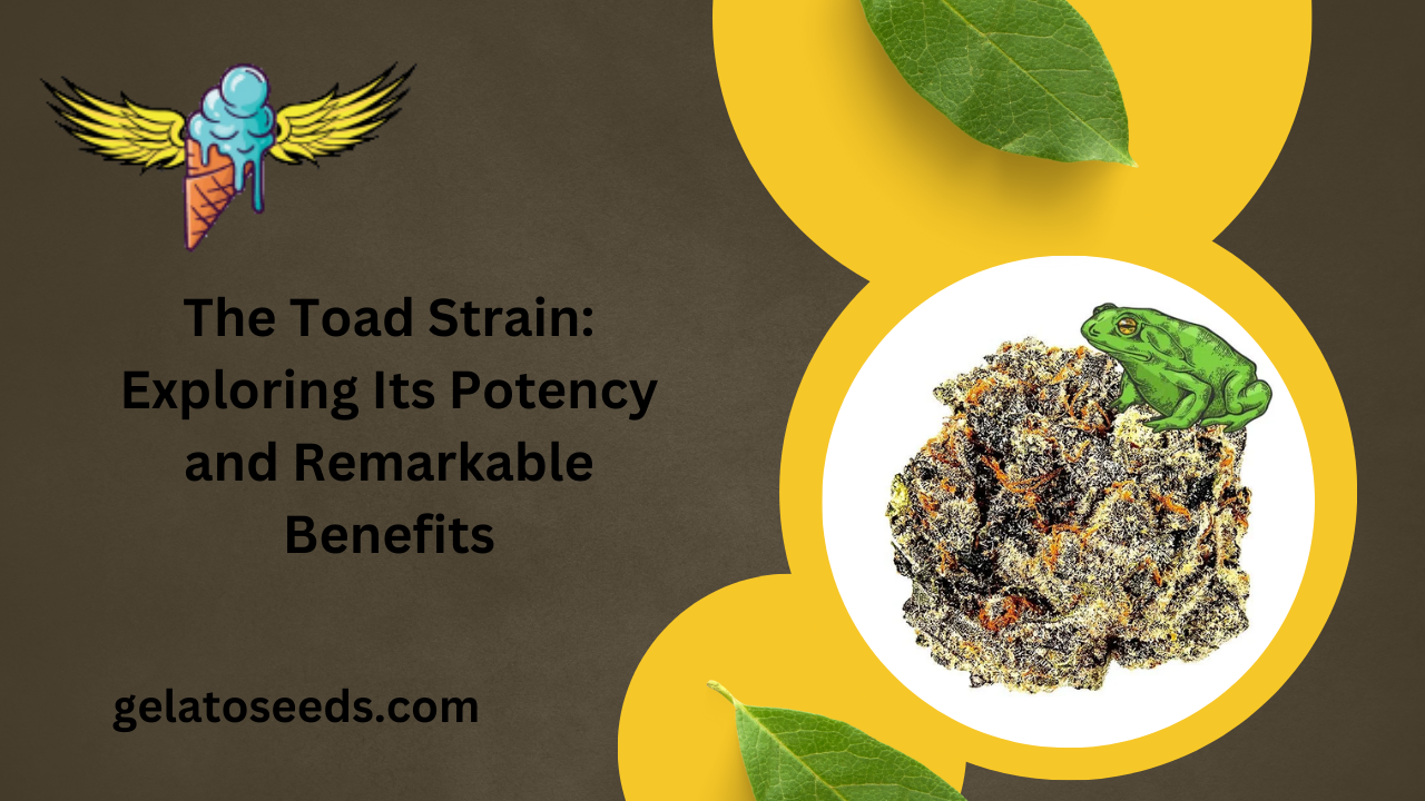 The Toad Strain Exploring Its Potency and Remarkable Benefits (1)