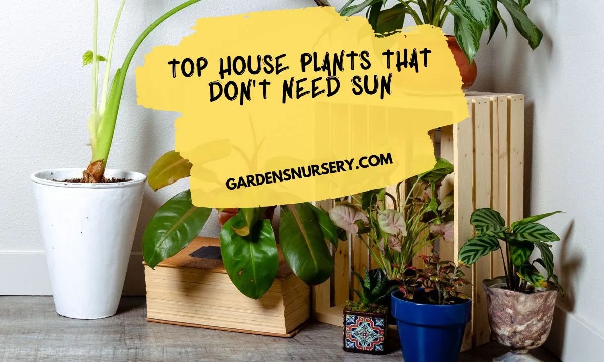 Top-House-Plants-That-Dont-Need-Sun