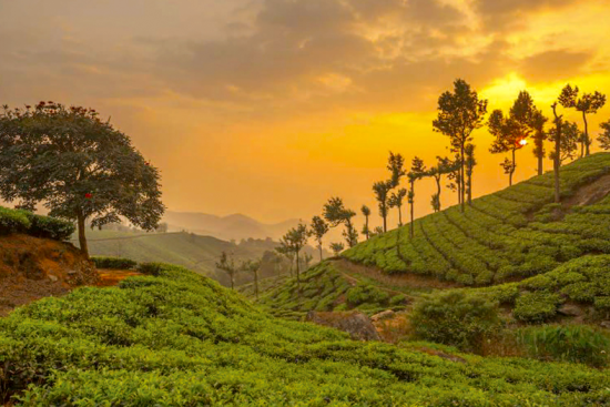 munnar-1