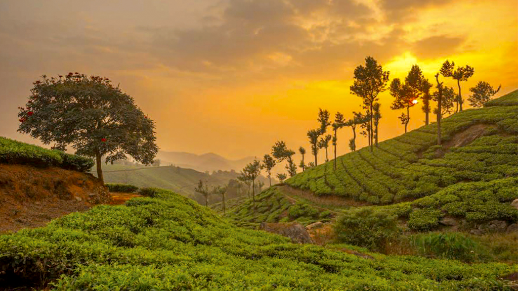 munnar-1